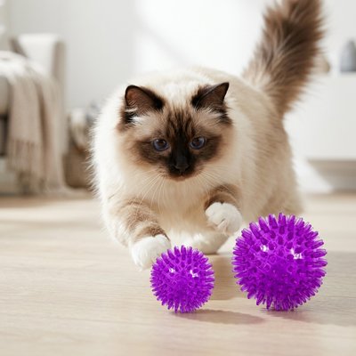 Balle violette chat amusante