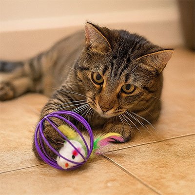 jouet-pour-chat-ballesouris-ludique