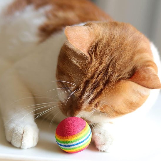 Jouet pour chat intrigant