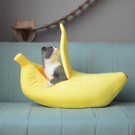 panier-chat-banane-intrigant